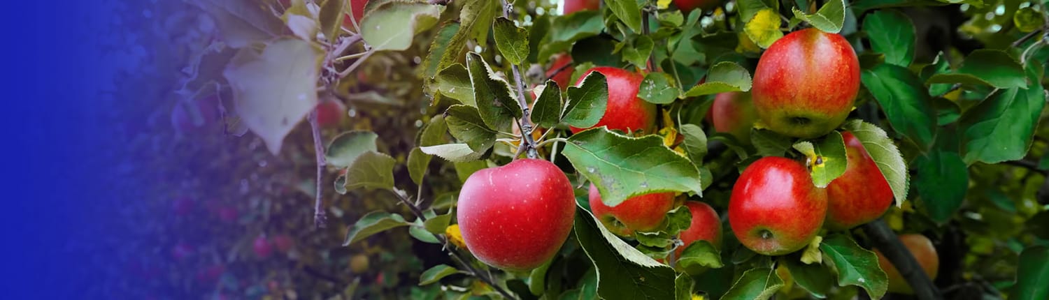 apples