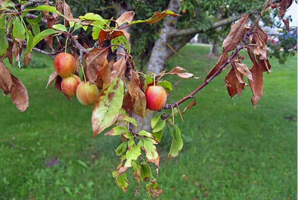 apples