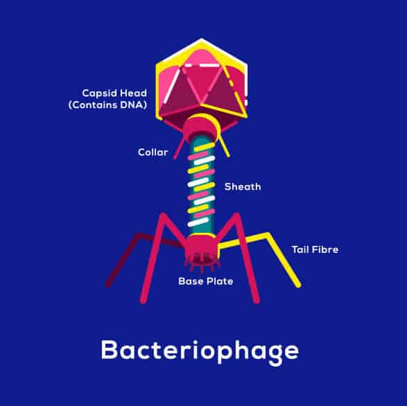 Bacteriophage