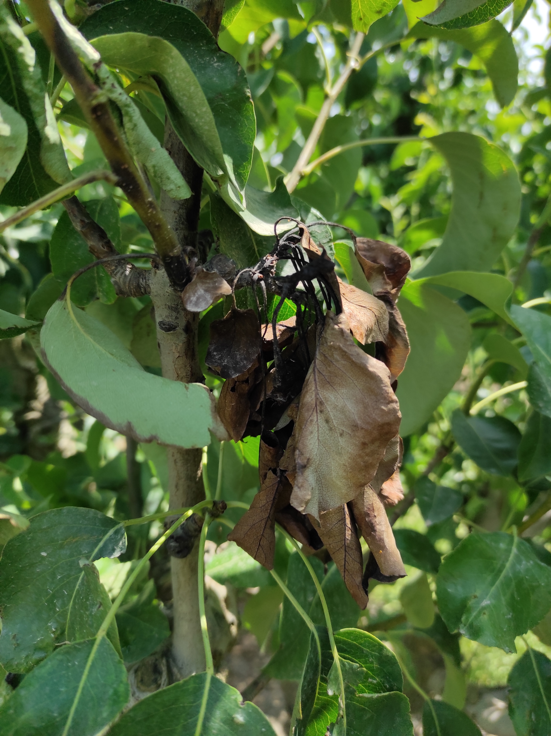 FireBlight-leaf