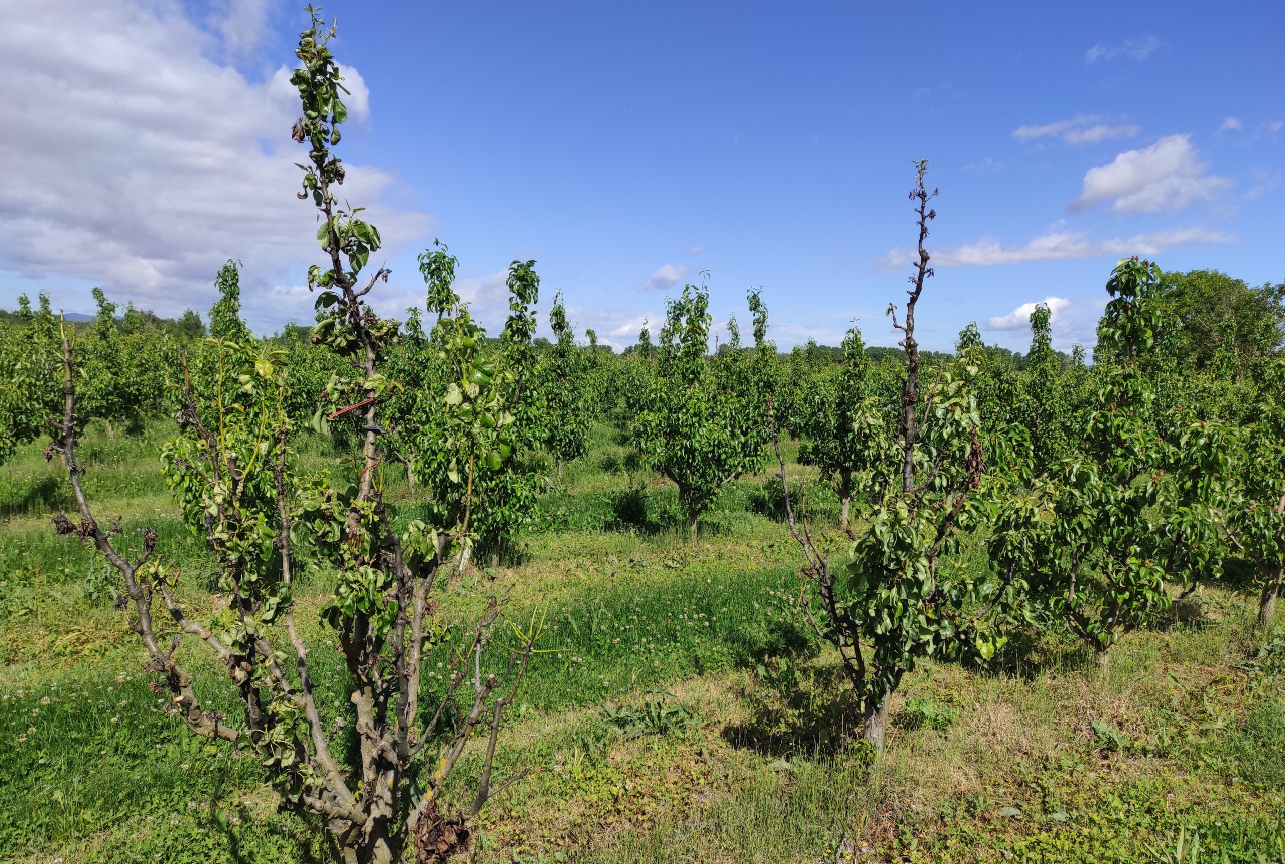 Fire Blight trees