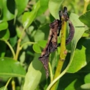 Picabrotes