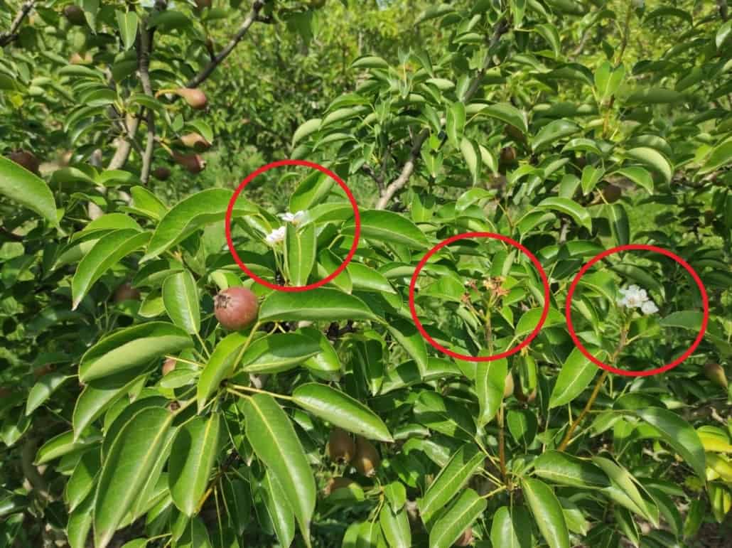 Secondary blossom