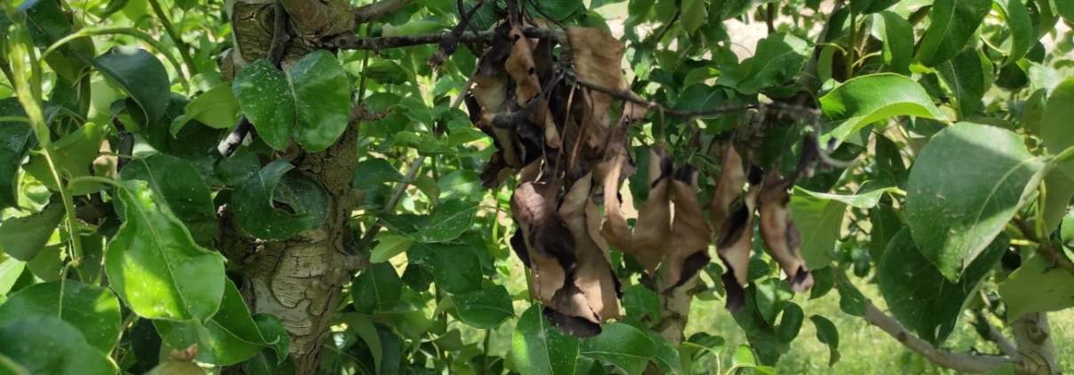 Fire Blight infection