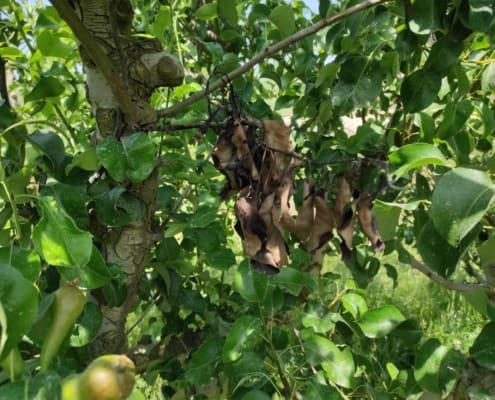 Fire Blight infection
